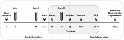 Vaccine-Linked Chemotherapy Approach: Additive Effects of Combining the Listeria monocytogenes-Based Vaccine Lm3Dx_NcSAG1 With the Bumped Kinase Inhibitor BKI-1748 Against Neospora caninum Infection in Mice